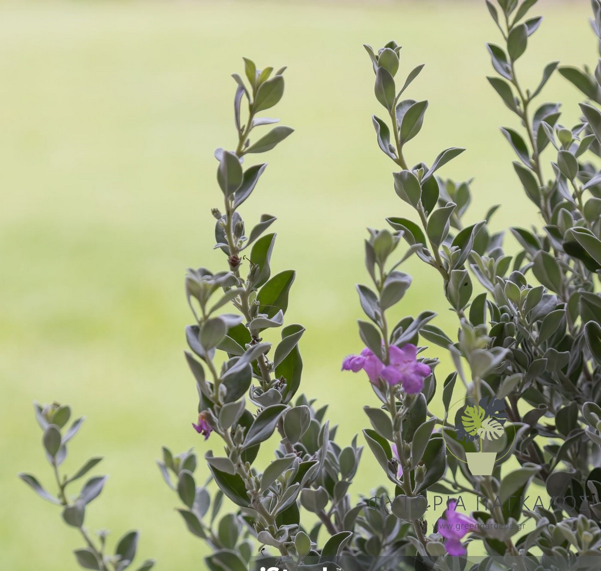 ΛΕΥΚΟΦΥΛΛΟ – Leucophyllum frutescens - 2